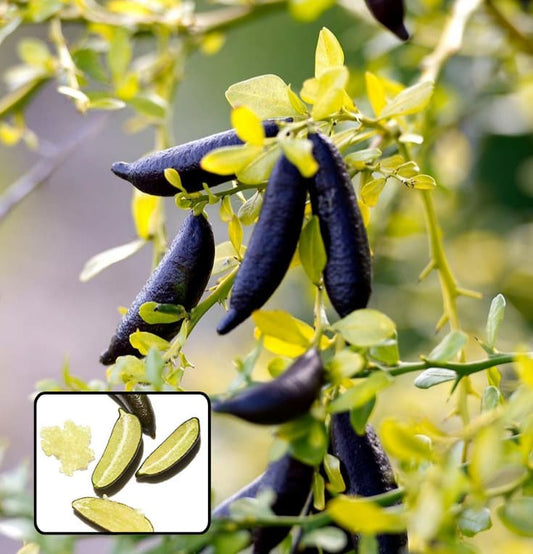 Finger Lemon Fruit Plant (Hybrid & Grafting )Pack Of-1