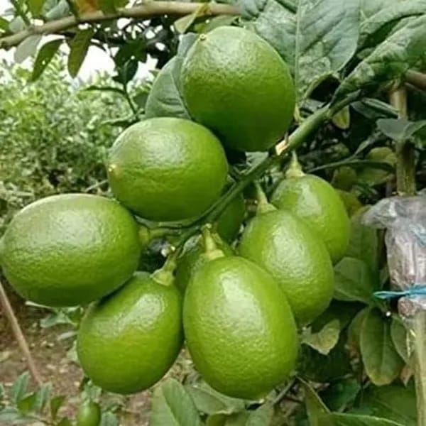 Hybrid Seedless Lemon Plant (Pack Of-1 )