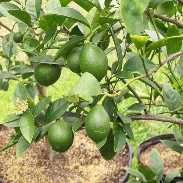 Hybrid Seedless Lemon Plant (Pack Of-1 )
