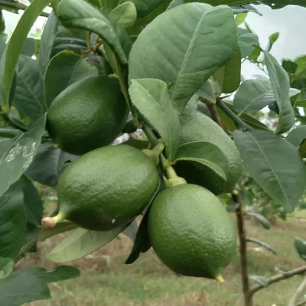Hybrid Seedless Lemon Plant (Pack Of-1 )