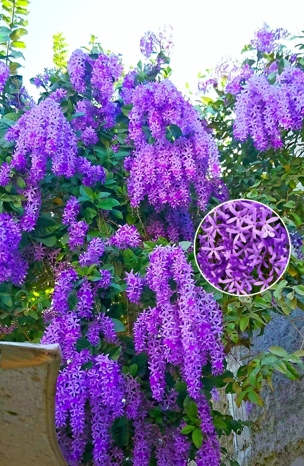 Hybrid Ptrea Volubilis (Neel Monilota) Flower Plant Pack Of 1