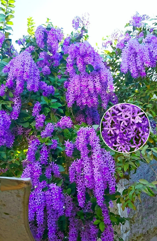 Hybrid Ptrea Volubilis (Neel Monilota) Flower Plant Pack Of 1