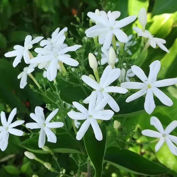 Juhi/Jasmine Flower Plant (Hybrid & Grafting) Pack Of-1