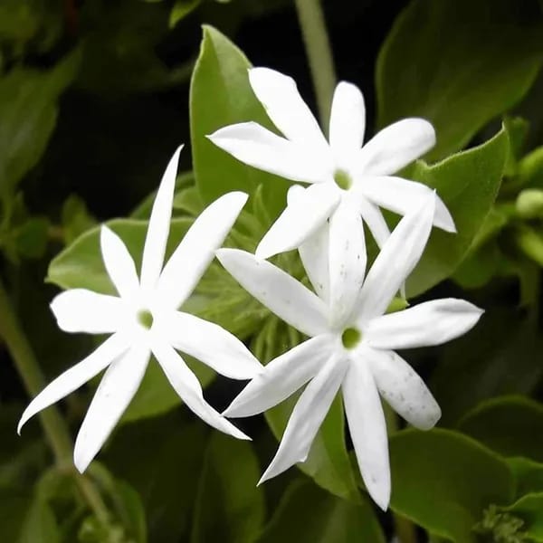 Juhi/Jasmine Flower Plant (Hybrid & Grafting) Pack Of-1