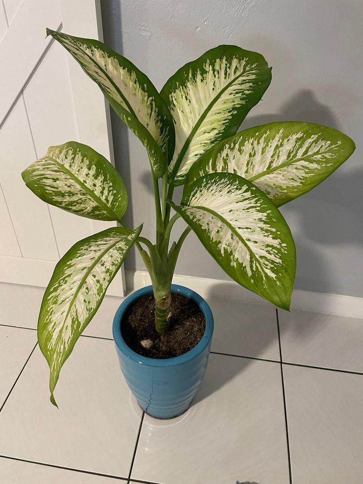 Hybrid Dieffenbachia Plant (Pack Of-1 )