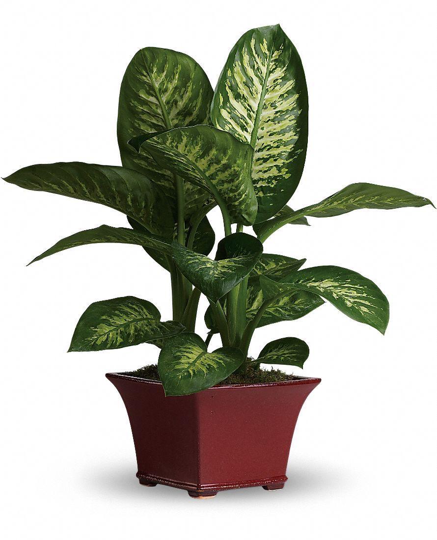 Hybrid Dieffenbachia Plant (Pack Of-1 )