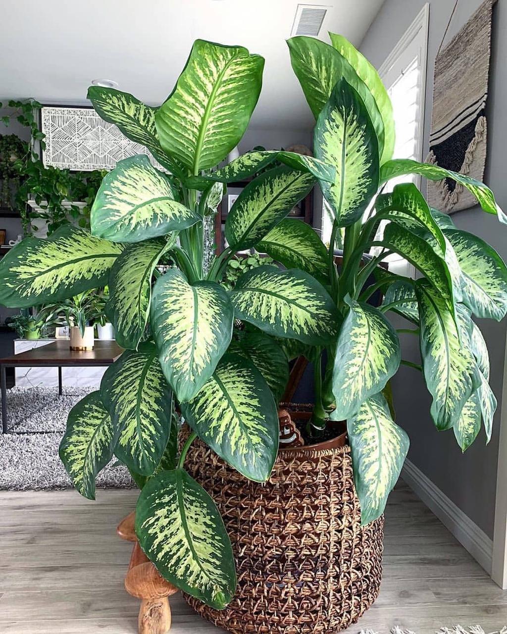 Hybrid Dieffenbachia Plant (Pack Of-1 )