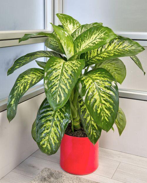 Hybrid Dieffenbachia Plant (Pack Of-1 )