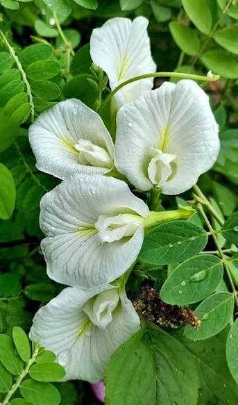 White Aparajita Flower Plant (Pack Of-1)
