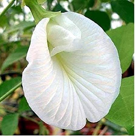 White Aparajita Flower Plant (Pack Of-1)