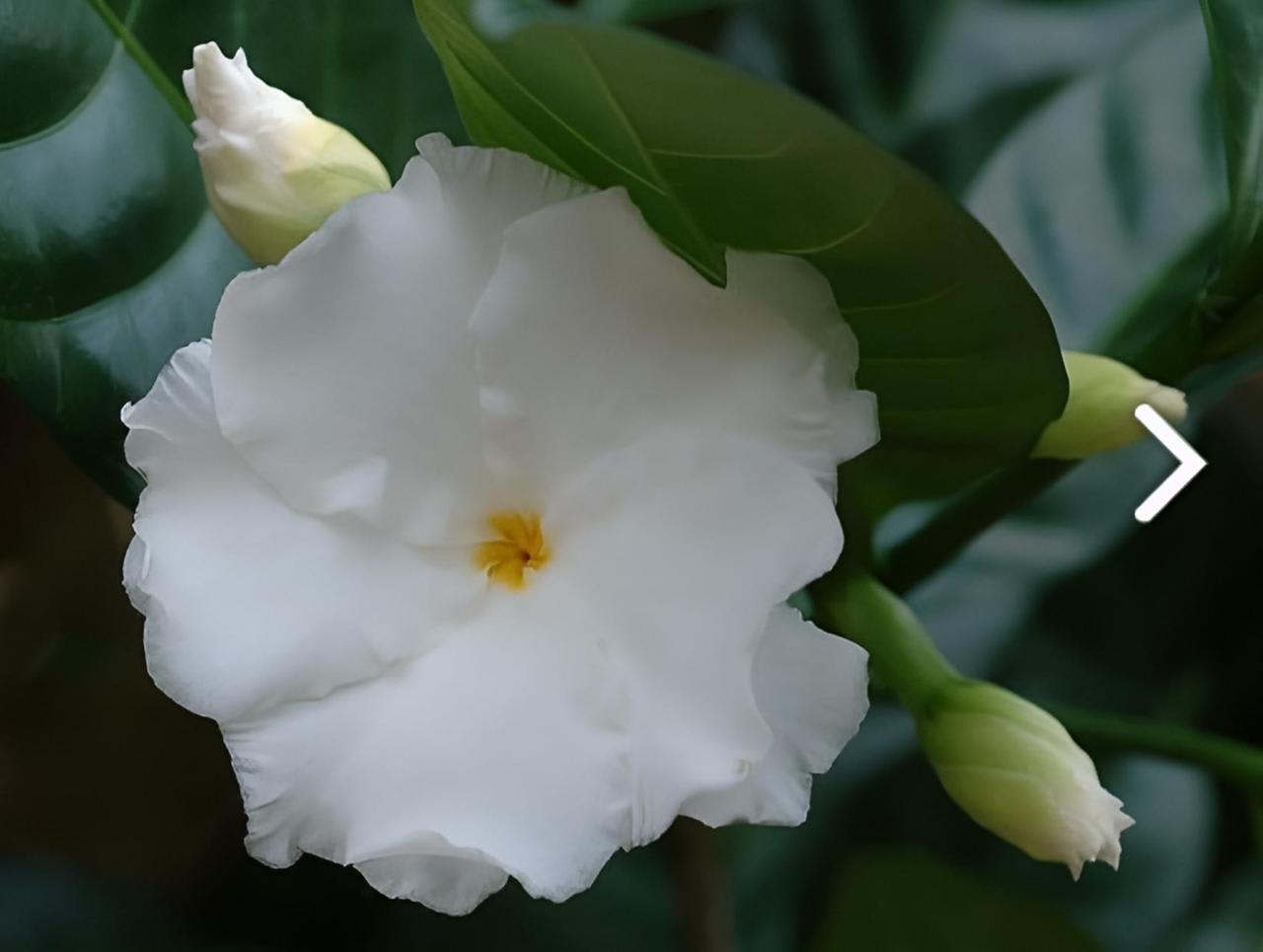 Hybrid Double Taggar Flower Plant (Pack Of-1 )