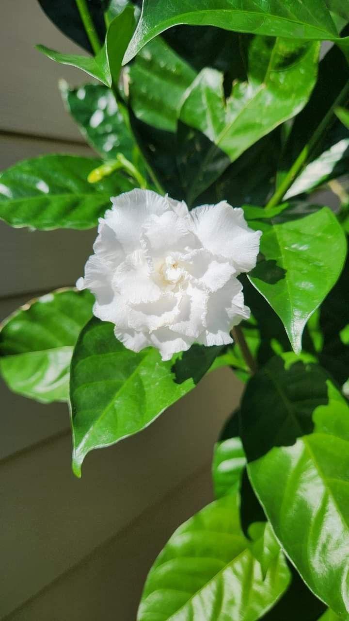 Hybrid Double Taggar Flower Plant (Pack Of-1 )