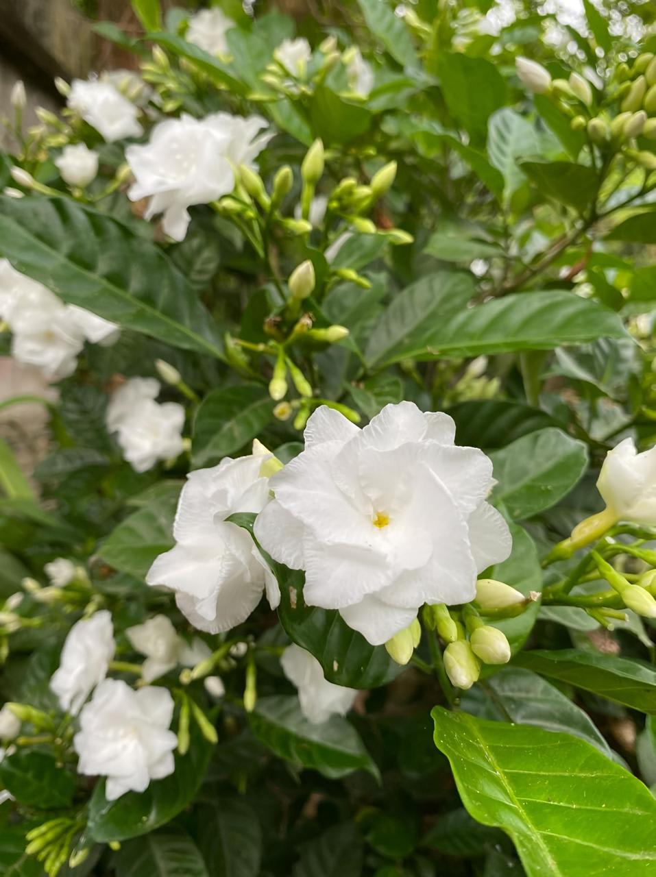 Hybrid Double Taggar Flower Plant (Pack Of-1 )