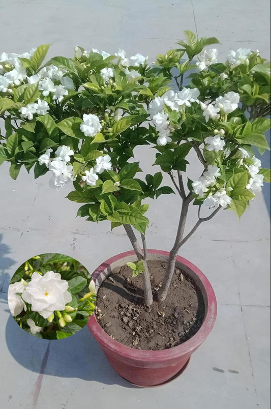 Hybrid Double Taggar Flower Plant (Pack Of-1 )