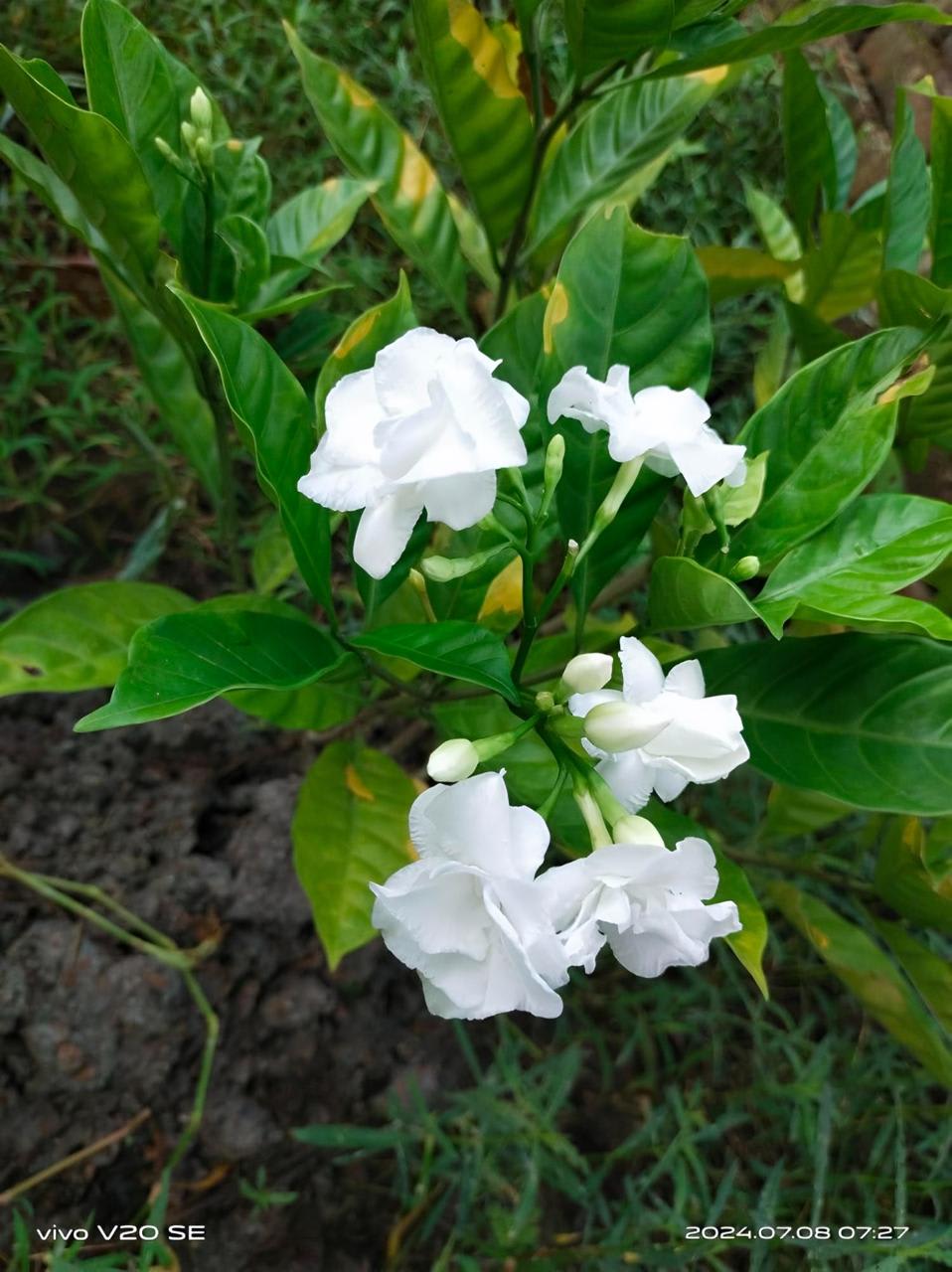 Hybrid Double Taggar Flower Plant (Pack Of-1 )