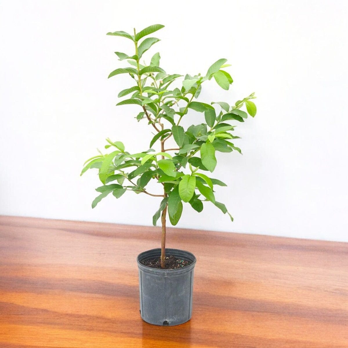 Lalit Guava (Hybrid & Grafting) Fruit Plant Pack Of-1