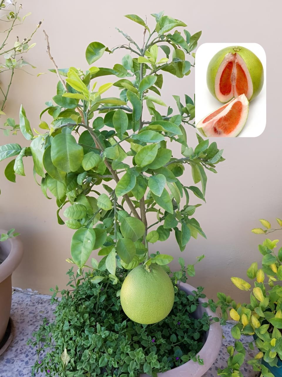Hybrid Pomelo Orange Grafting Fruit Plant (Pack Of-1)