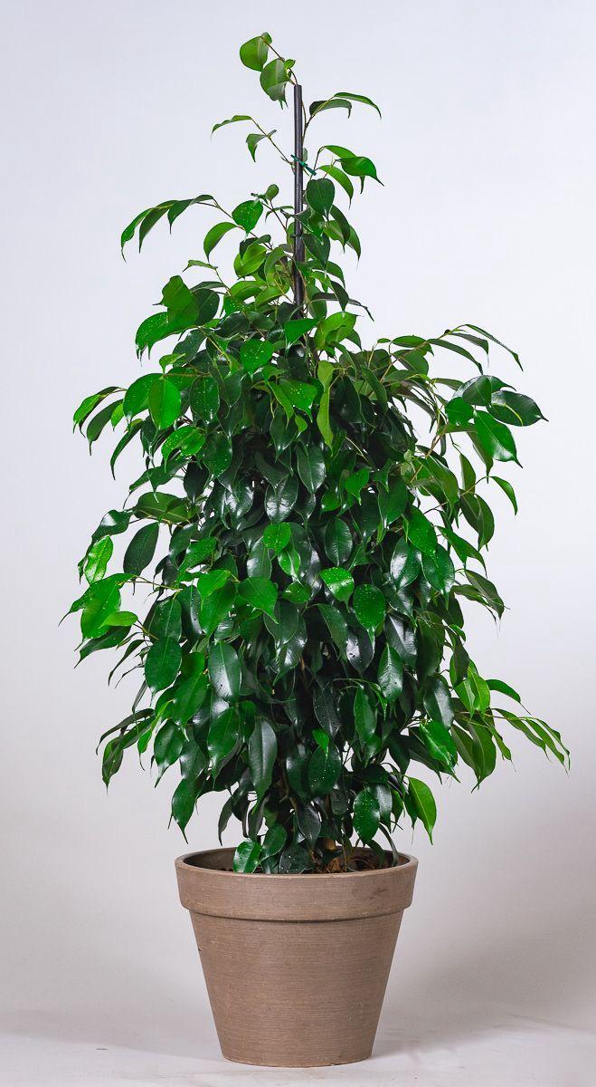 Hybrid Ficus Benjamina Plant (Pack Of-1 )