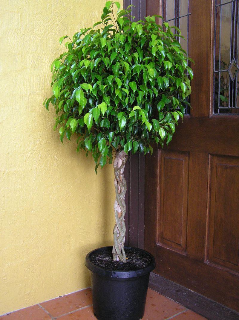 Hybrid Ficus Benjamina Plant (Pack Of-1 )