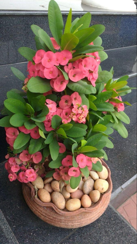Mili Pink Flower Plant (Pack Of-1 )