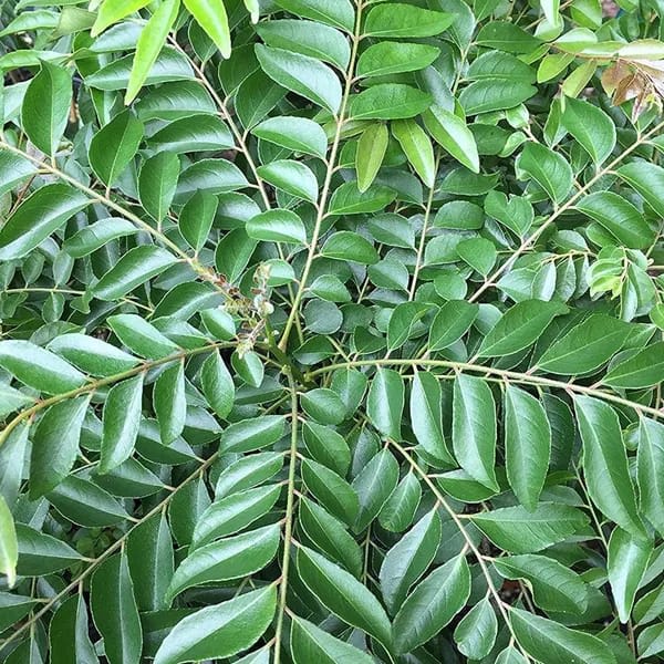 Hybrid Curry Leaf Plant (Pack Of-1 )