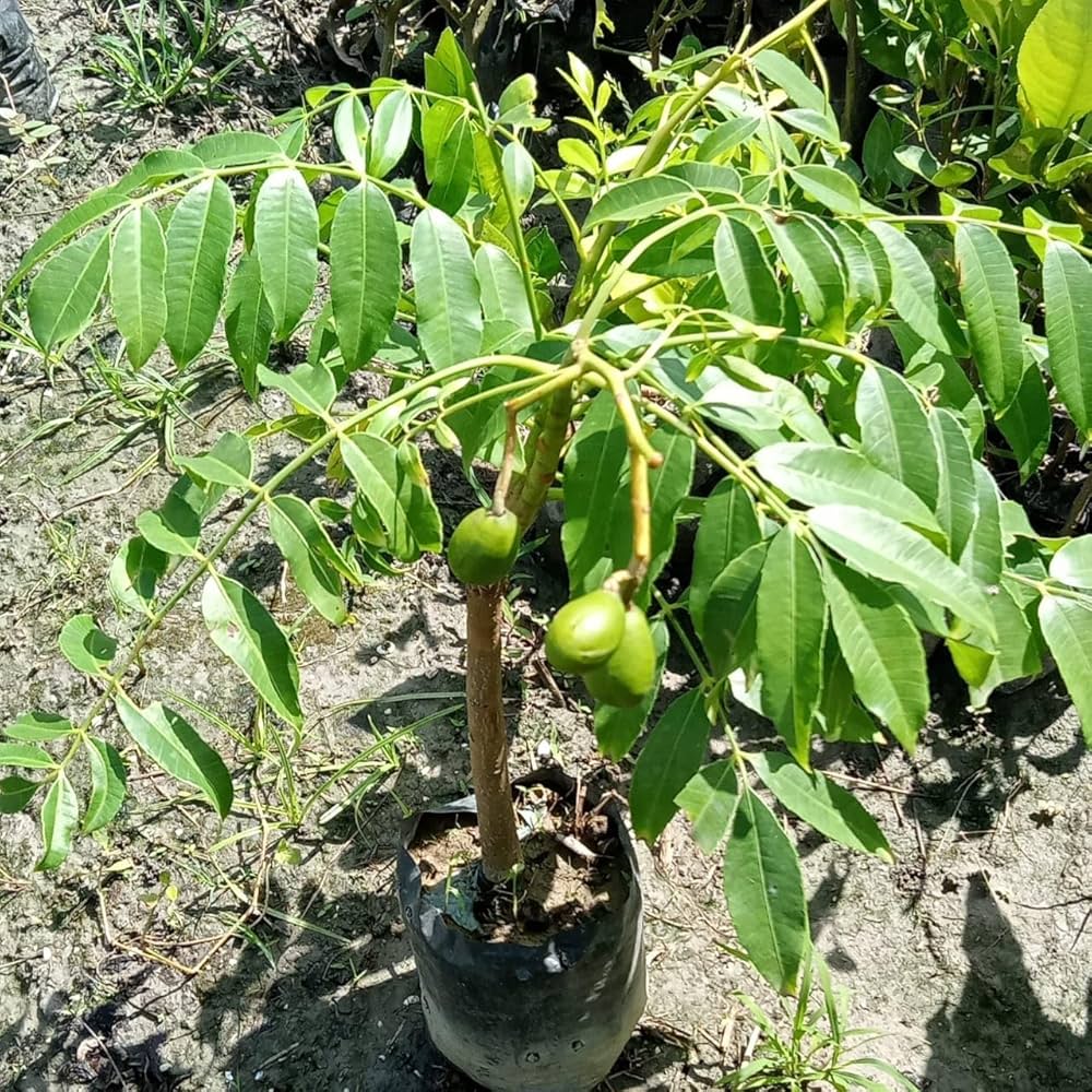 Hybrid All Time Amra Plant (Pack Of-1 )