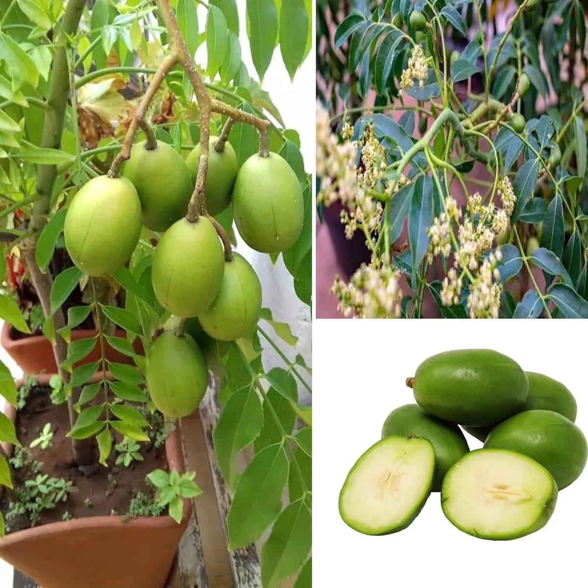 Hybrid All Time Amra Plant (Pack Of-1 )