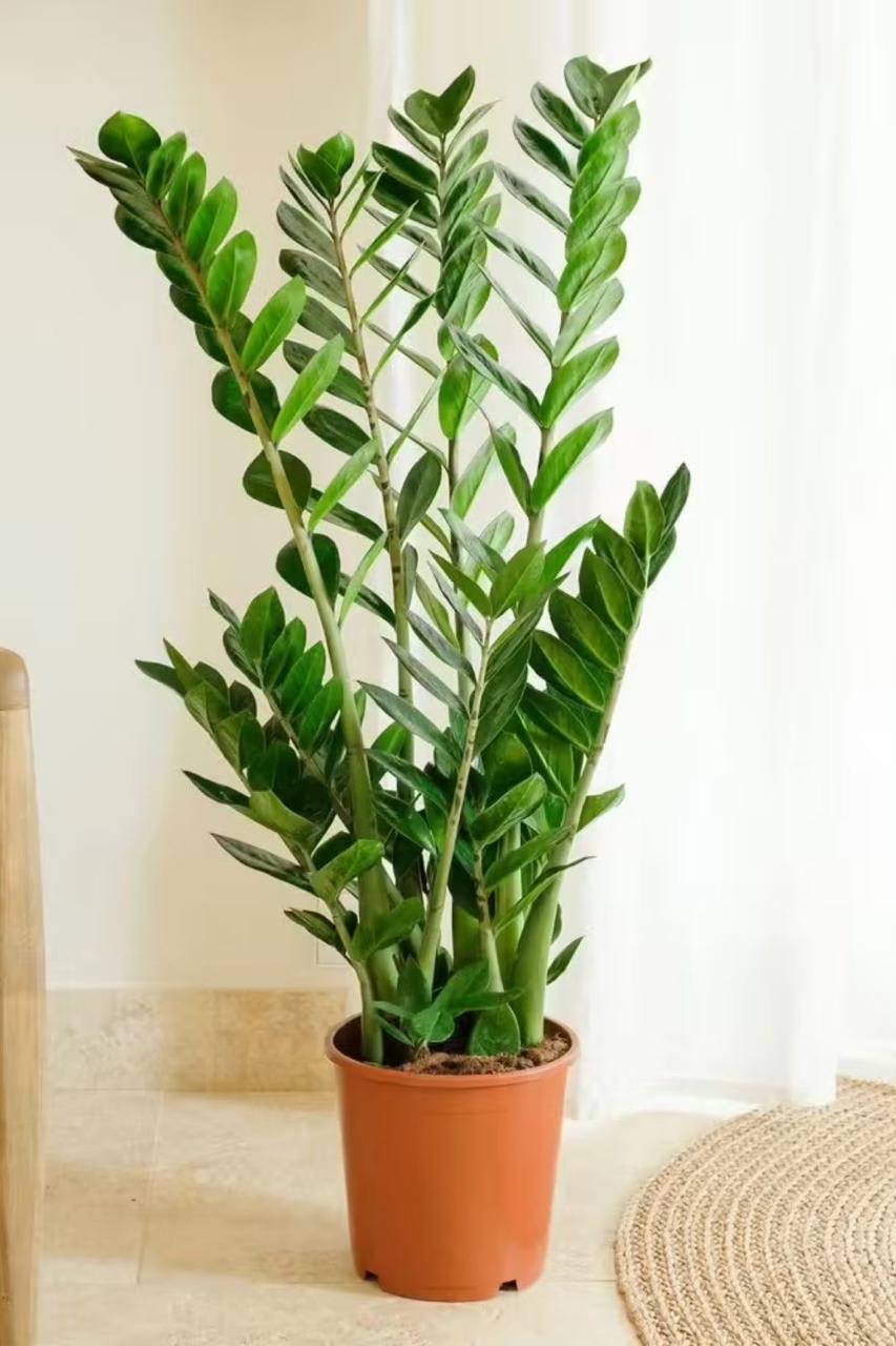 Z z Indor Plant (Pack Of-1 )