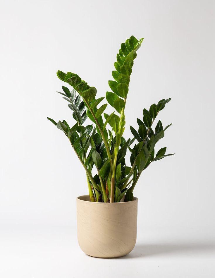 Z z Indor Plant (Pack Of-1 )