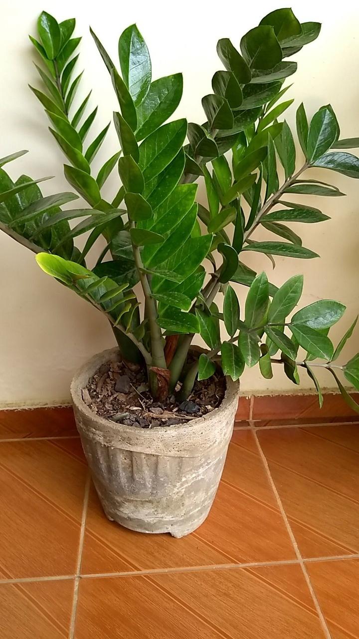 Z z Indor Plant (Pack Of-1 )