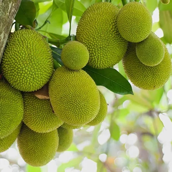 Gumless Jackfruit Plant (Hybrid & Grafting ) Pack Of-1