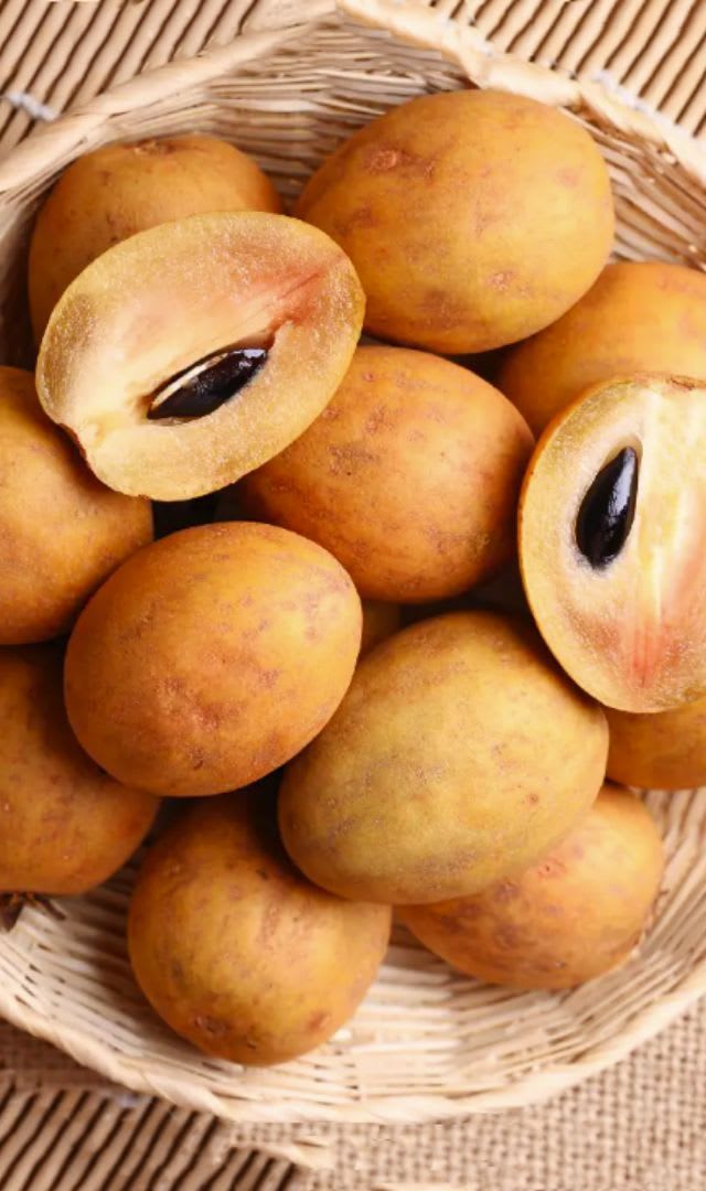 Hybrid Sapodilla (Sabeda/Chikoo) Grafting Plant (Pack Of-1)