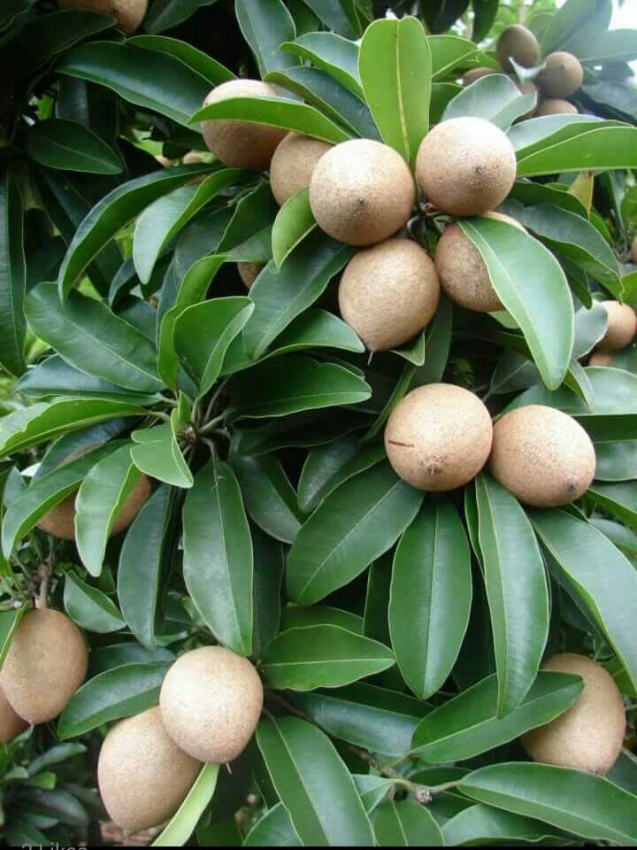 Hybrid Sapodilla (Sabeda/Chikoo) Grafting Plant (Pack Of-1)