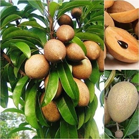 Hybrid Sapodilla (Sabeda/Chikoo) Grafting Plant (Pack Of-1)