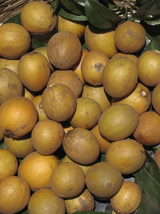 Hybrid Sapodilla (Sabeda/Chikoo) Grafting Plant (Pack Of-1)