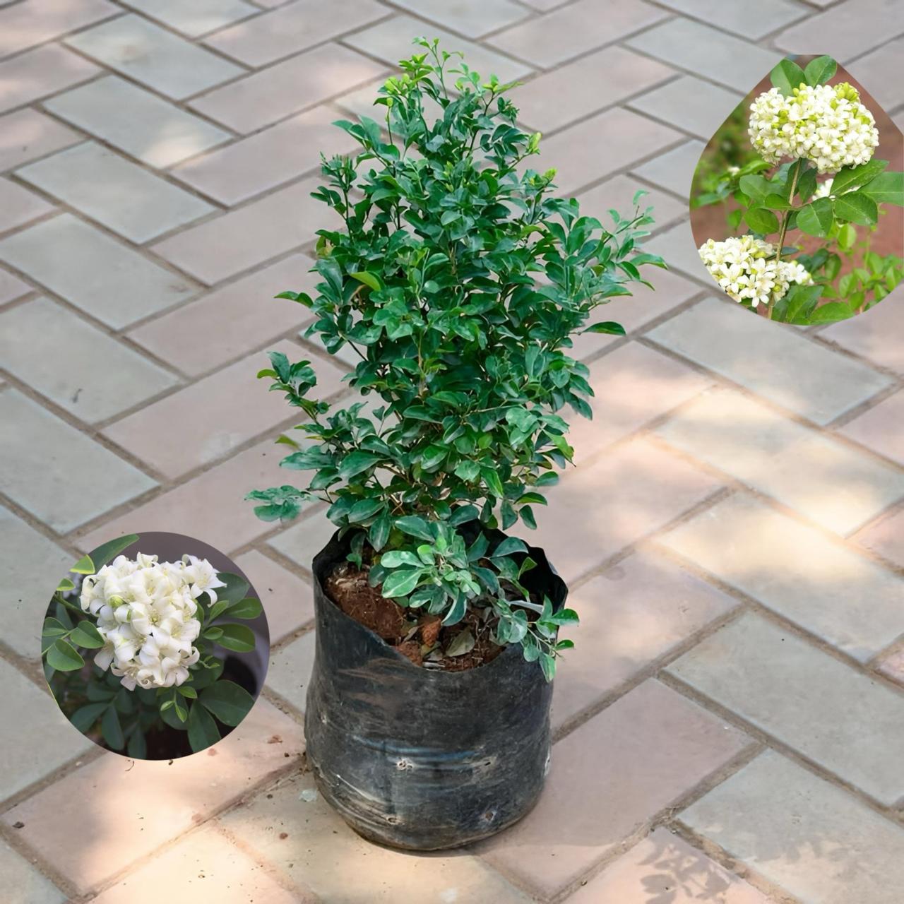 Hybrid Madhukamini Flower Plant (Pack Of-1 )