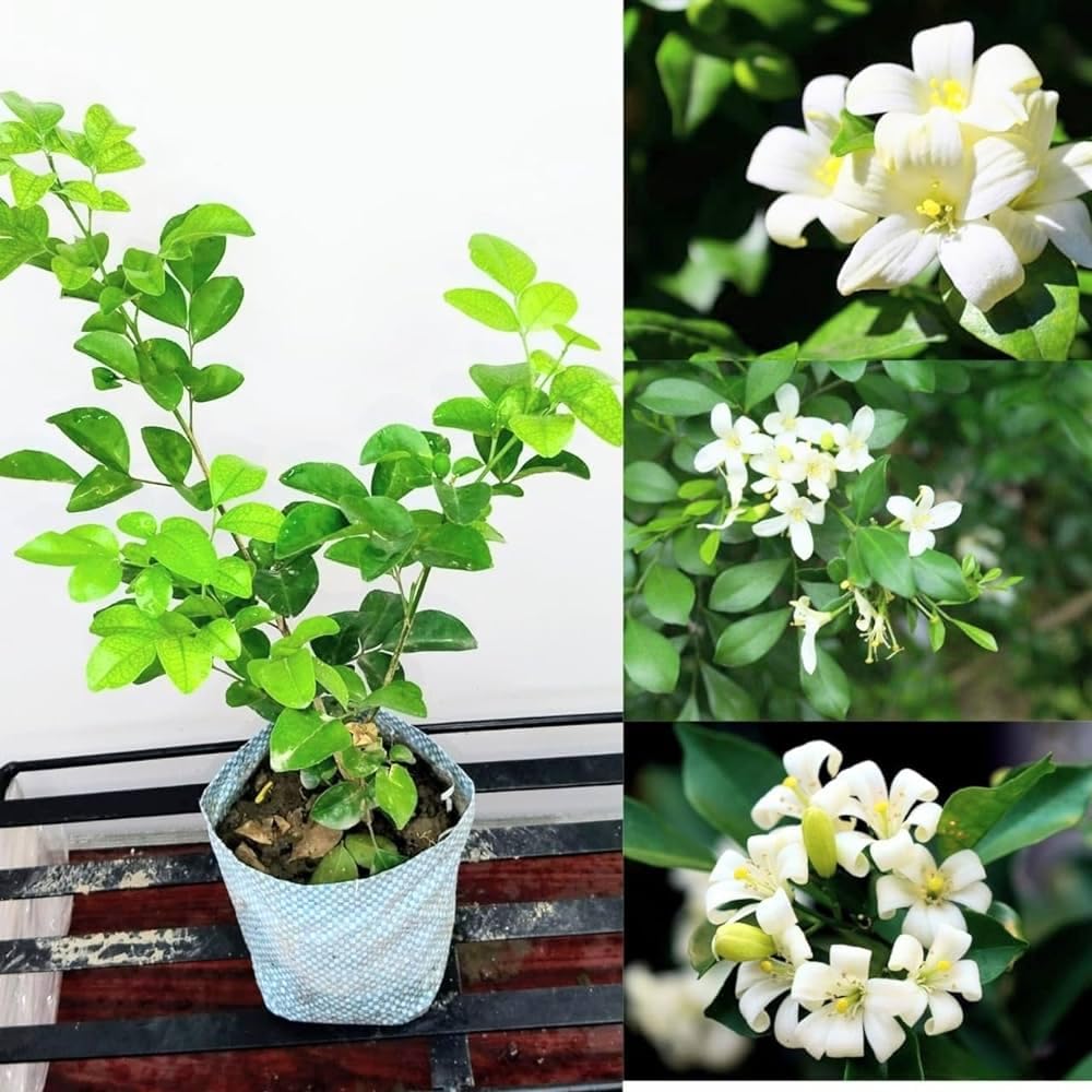 Hybrid Madhukamini Flower Plant (Pack Of-1 )