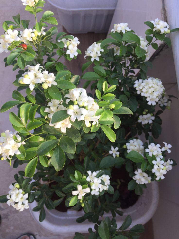 Hybrid Madhukamini Flower Plant (Pack Of-1 )