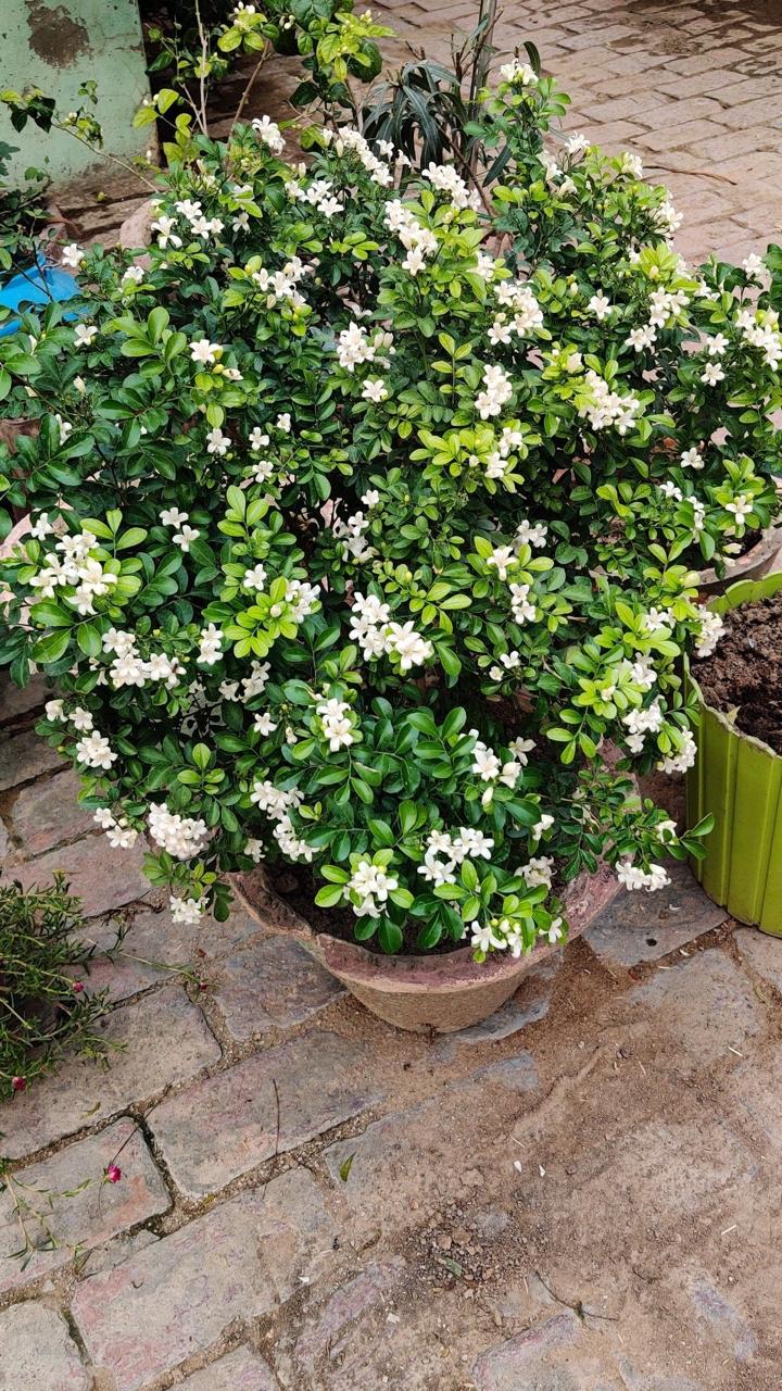 Hybrid Madhukamini Flower Plant (Pack Of-1 )
