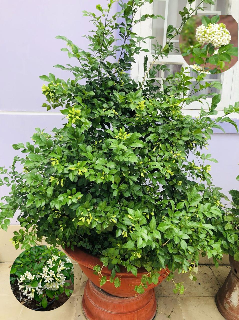 Hybrid Madhukamini Flower Plant (Pack Of-1 )