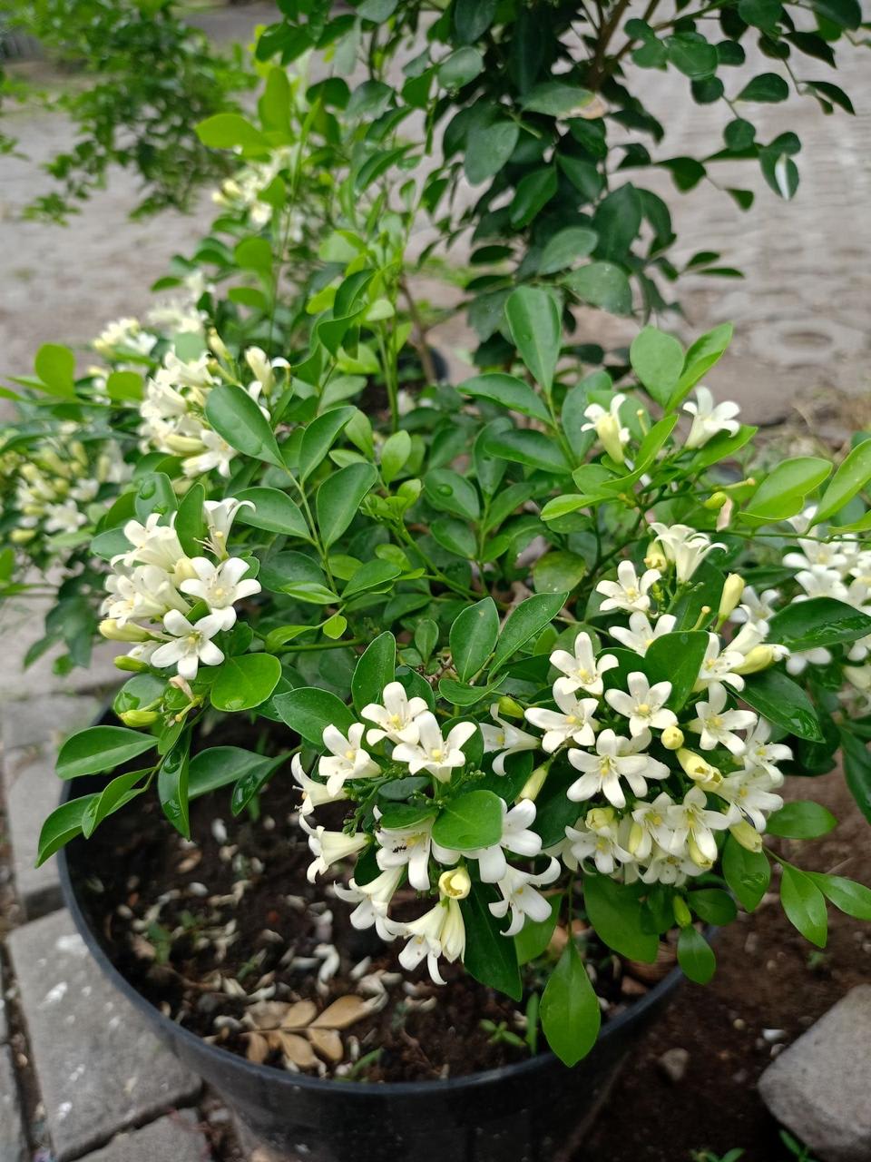 Hybrid Madhukamini Flower Plant (Pack Of-1 )