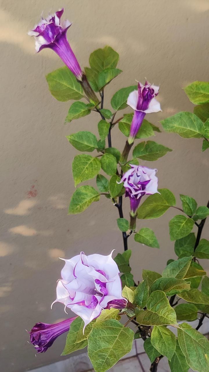 Hybrid Black Datura Flower Plant (Pack Of-1 )