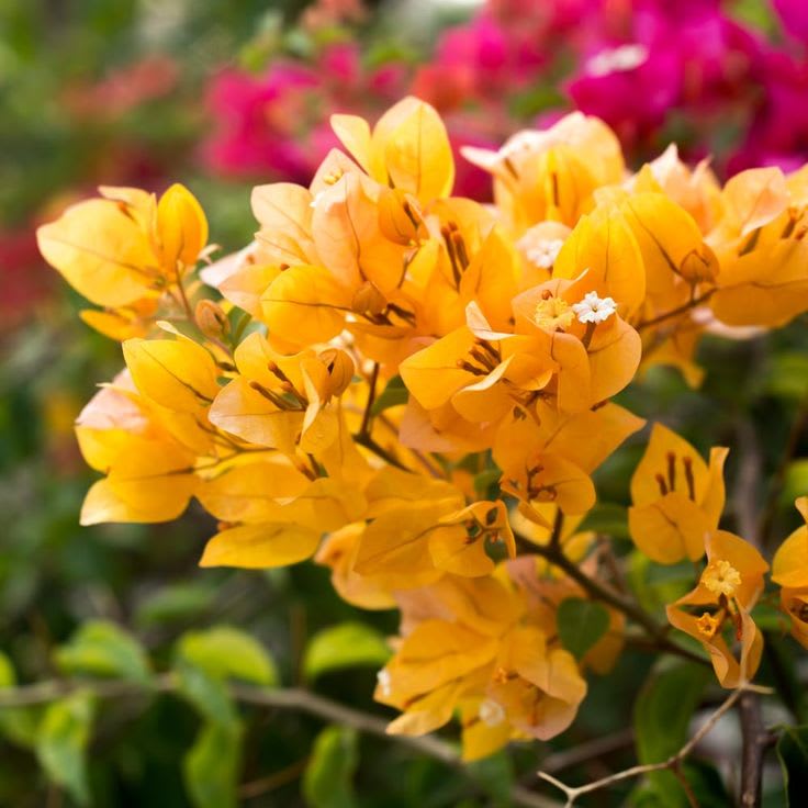 Hybrid Bougainvillea Golden Flower Plant (Pack Of-1 )