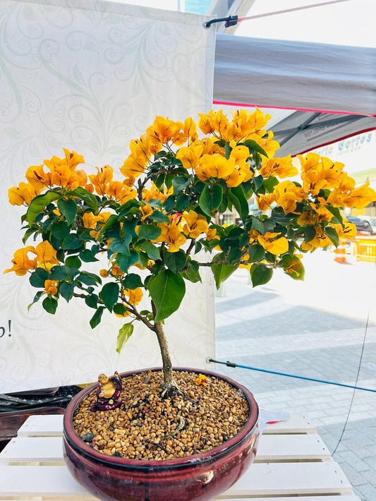Hybrid Bougainvillea Golden Flower Plant (Pack Of-1 )