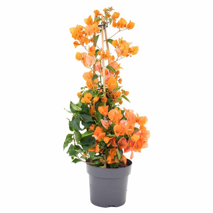 Hybrid Bougainvillea Golden Flower Plant (Pack Of-1 )